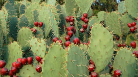 Prickly pear, a not so spiky fruit