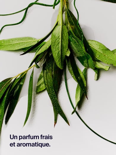 12H Protection Deodorant Eucalyptus & Sage