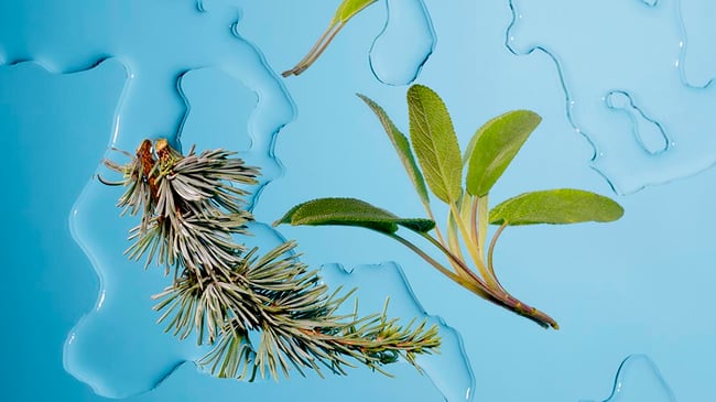 What you need to know about plant oils